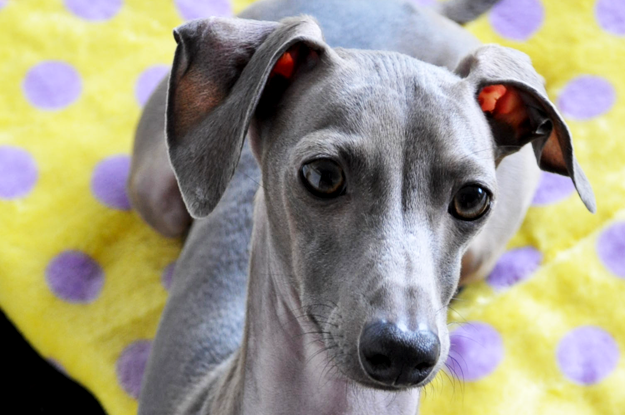 犬のグルーミング|各パーツのお手入れ・耳【犬の育て方 vol.55】