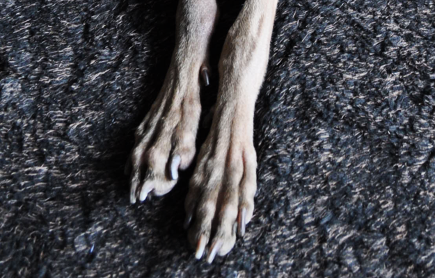 犬のグルーミング｜各パーツのお手入れ・爪【犬の育て方 vol.56】