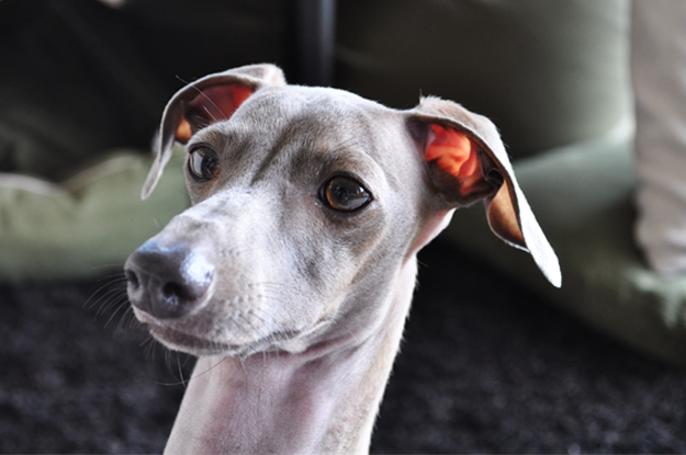 犬のグルーミング|各パーツのお手入れ・目【犬の育て方 vol.57】