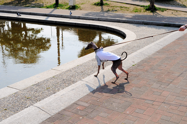 【喫茶店JMZ】散歩してお腹が空いたので隠れ家カフェで愛犬とモーニング