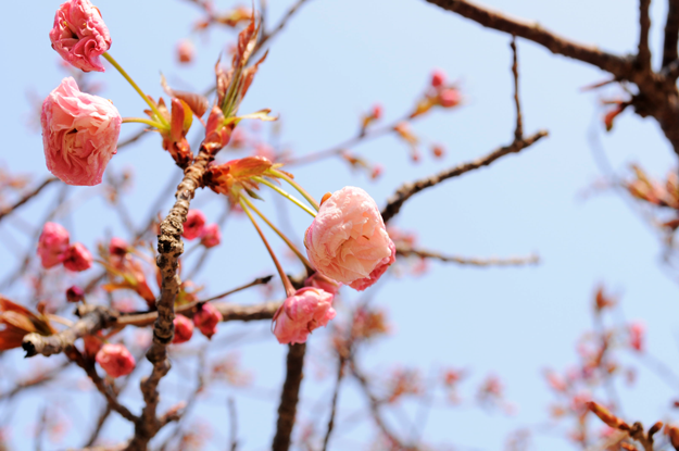 今日の花「近所の公園」|春の息吹を感じるイロトリドリの花