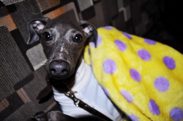 イタグレBuono!BARに行き、トイプーの一芸に驚く!