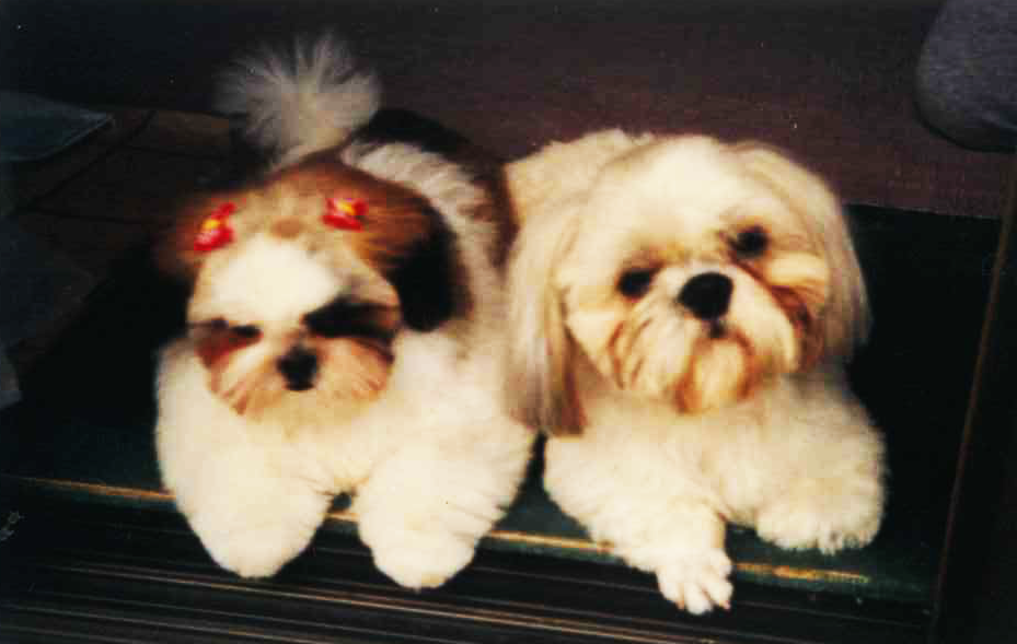 犬の成長その6｜5年～7年ぐらいの高齢期【犬の育て方 vol.45】