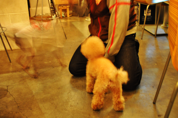 イタグレBuono!BARに行き、トイプーの一芸に驚く!