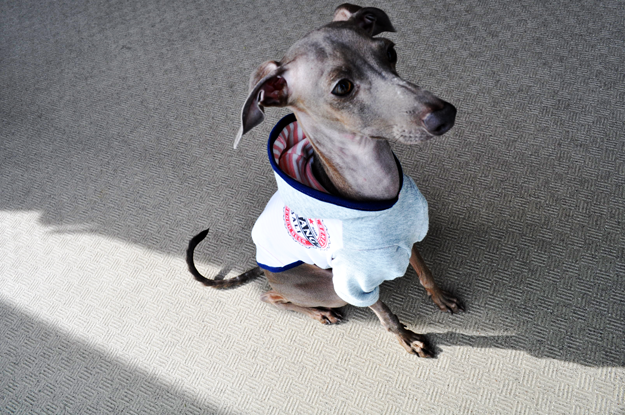 「新作」イタグレ服|春夏Tシャツにフードをつけました。