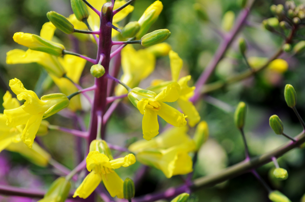今日の花「近所の公園」|春の息吹を感じるイロトリドリの花