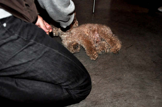 イタグレBuono!BARに行き、トイプーの一芸に驚く!