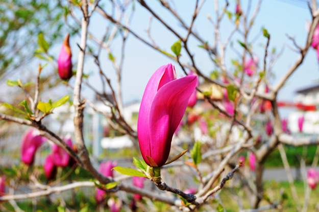 今日の花「近所の公園」|春の息吹を感じるイロトリドリの花