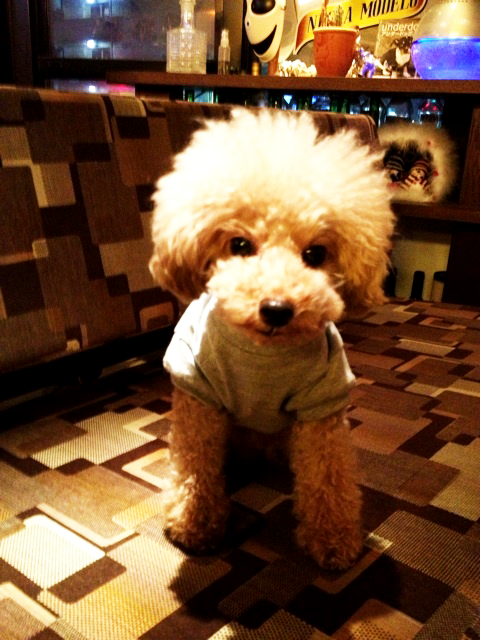 イタグレBuono!BARに行き、トイプーの一芸に驚く!