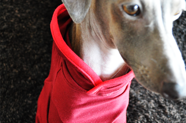 イタグレ用「半袖ストレッチTシャツ+フード付き」を作ってみた!