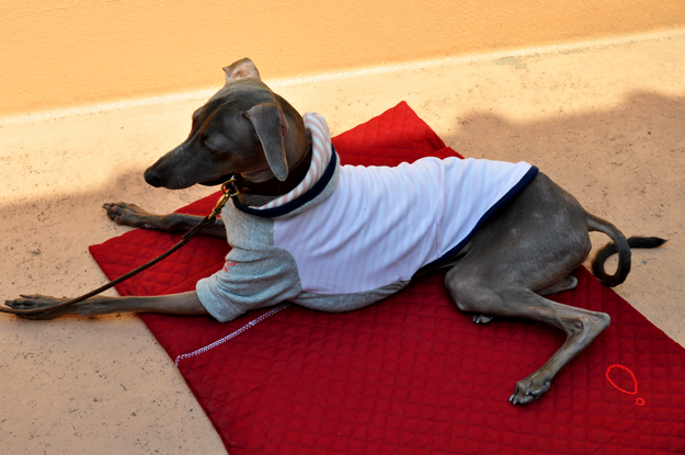 犬用寝袋「ARATA HOUSE寝袋への想い〜誕生秘話」