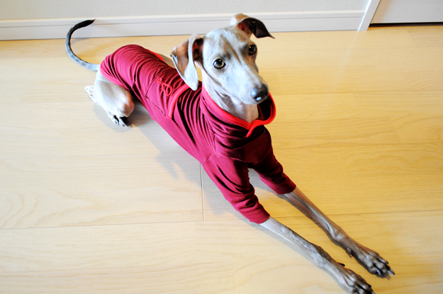 イタグレ用「半袖ストレッチTシャツ+フード付き」を作ってみた!