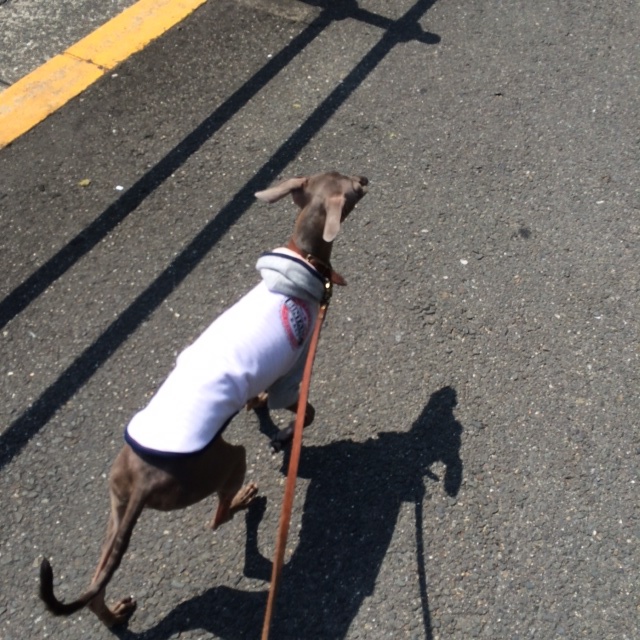 トイプーと、ダックスと、マルチーズと、イタグレBuono!の新学期。