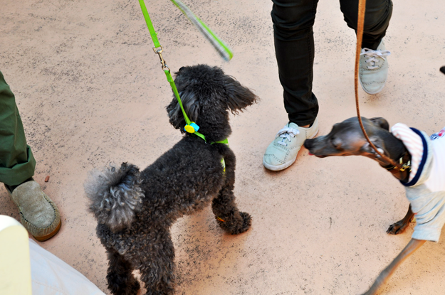 【喫茶店JMZ】散歩してお腹が空いたので隠れ家カフェで愛犬とモーニング