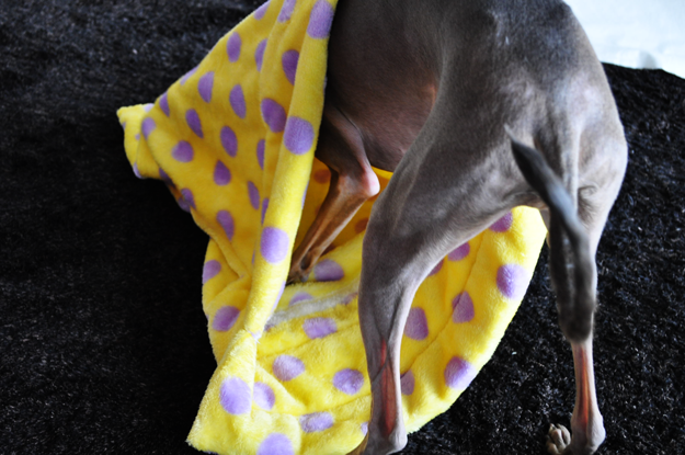 犬用寝袋「ARATA HOUSE寝袋への想い〜誕生秘話〜使い方」