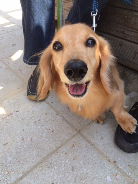 トイプーと、ダックスと、マルチーズと、イタグレBuono!の新学期。