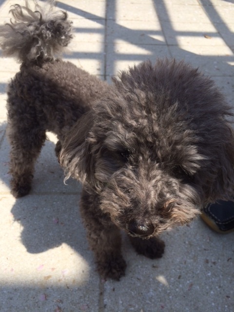 トイプーと、ダックスと、マルチーズと、イタグレBuono!の新学期。