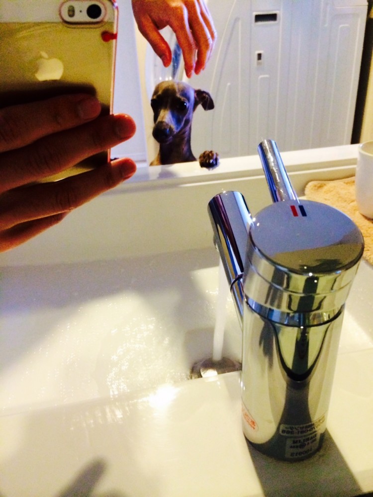 イタグレBuono!の朝の日課