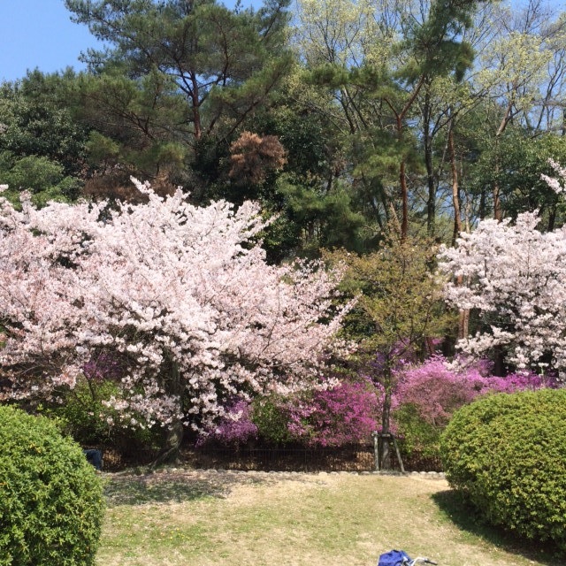 トイプーと、ダックスと、マルチーズと、イタグレBuono!の新学期。