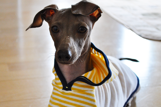 さらに春夏度をUPしたイタグレ服を作ってみた!