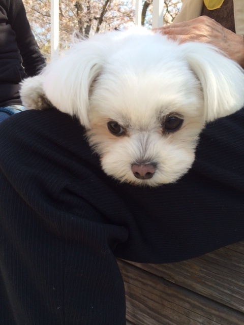 トイプーと、ダックスと、マルチーズと、イタグレBuono!の新学期。