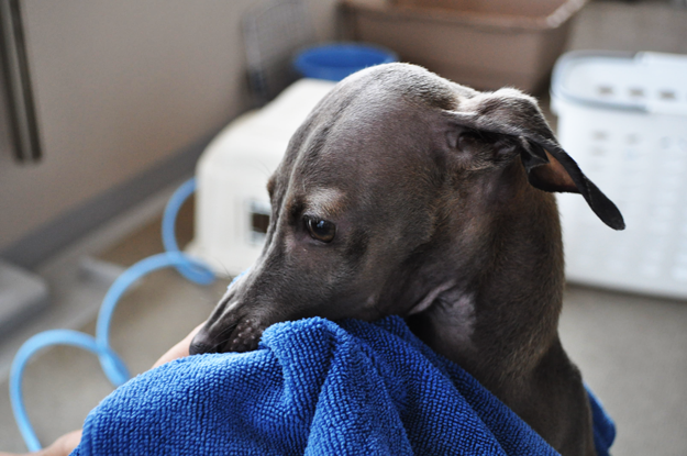 犬のグルーミング｜シャンプー・お風呂【犬の育て方 vol.52】