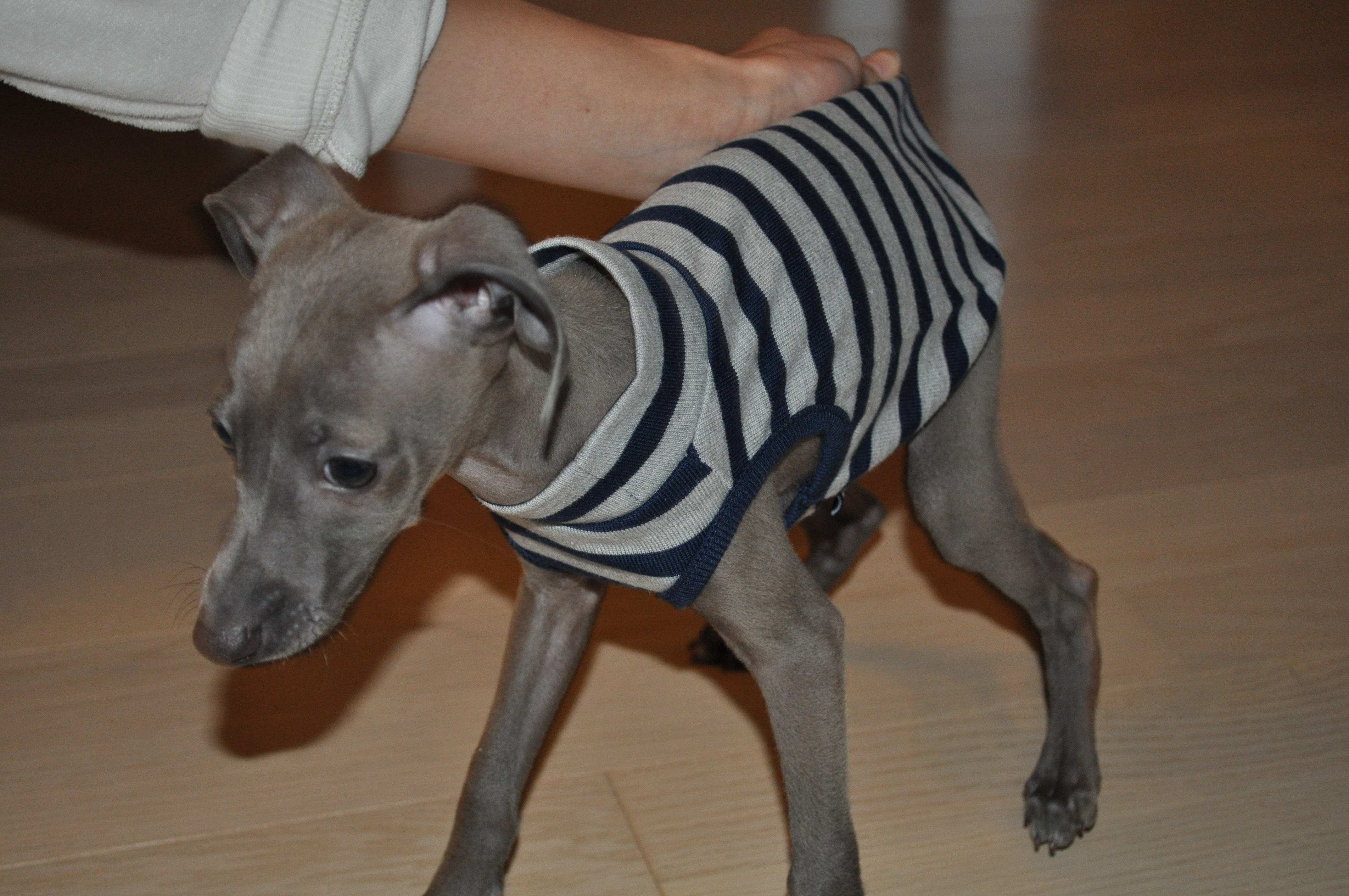 犬に服が必要な10の理由|年齢や季節に適したイタグレ服の選び方 犬に服が必要な10の理由|年齢や季節に適したイタグレ服の選び方