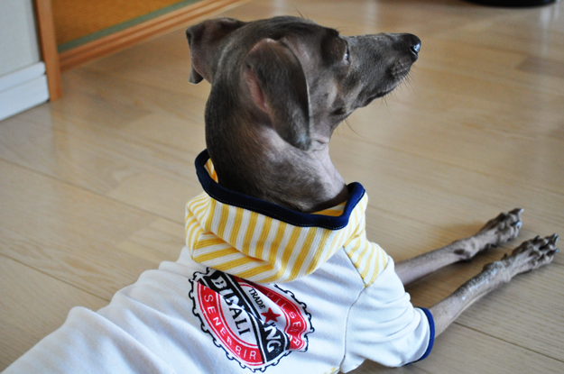 さらに春夏度をUPしたイタグレ服を作ってみた!