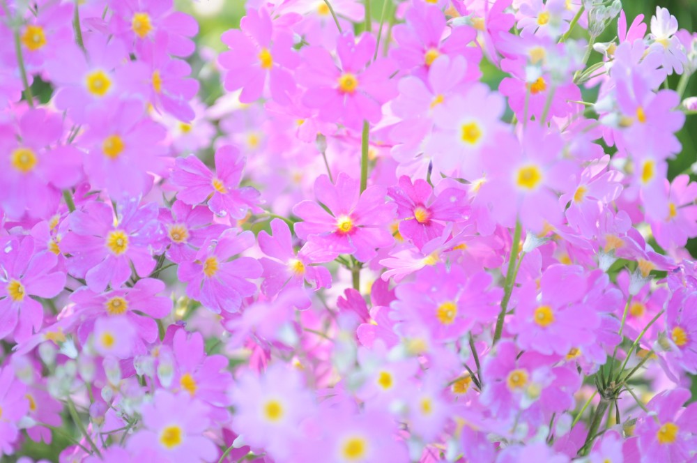 今日の花「近所の公園」|春の息吹を感じるイロトリドリの花