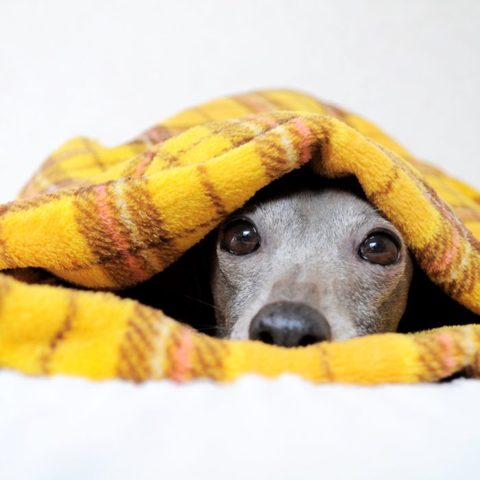 犬寝袋＆カフェマットへの想い・誕生秘話・使い方｜いつでもどこでも、ぬくぬく寝袋
