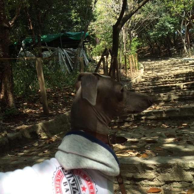 トイプーと、ダックスと、マルチーズと、イタグレBuono!の新学期。