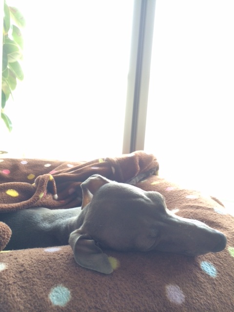 トイプーと、ダックスと、マルチーズと、イタグレBuono!の新学期。