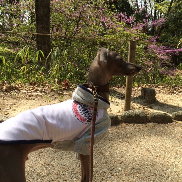 トイプーと、ダックスと、マルチーズと、イタグレBuono!の新学期。