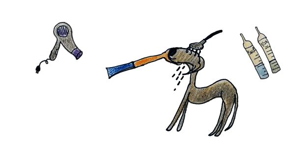 犬のグルーミング｜シャンプー・お風呂【犬の育て方 vol.52】