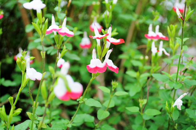 猫君曰く「犬のふんことは」らしい!