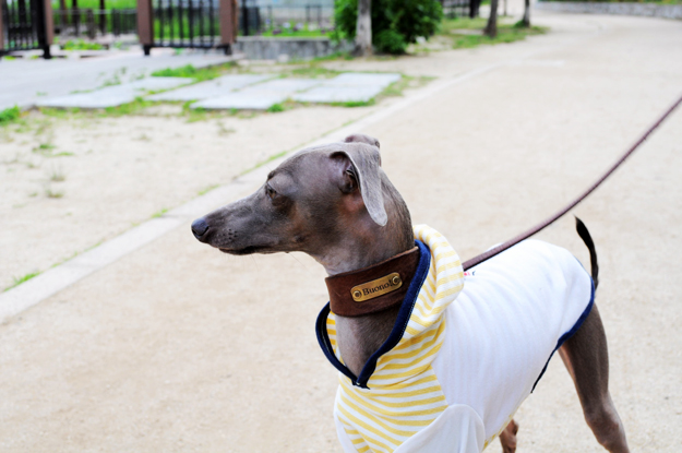 猫君曰く「犬のふんことは」らしい!