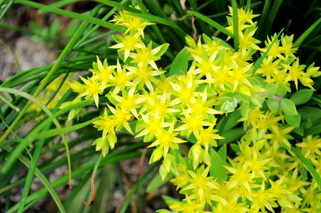 猫君曰く「犬のふんことは」らしい!