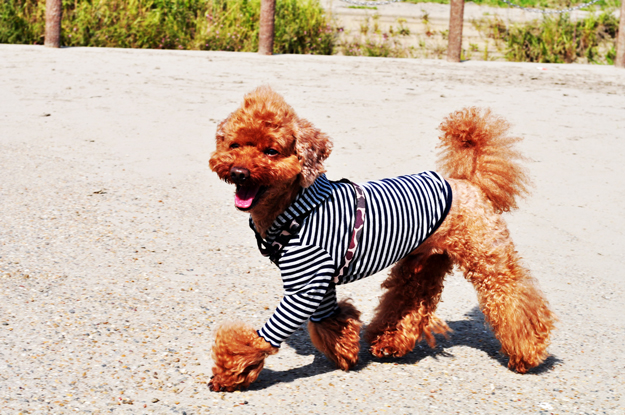 面白い話したろうか。