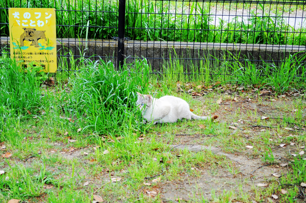 猫君曰く「犬のふんことは」らしい!