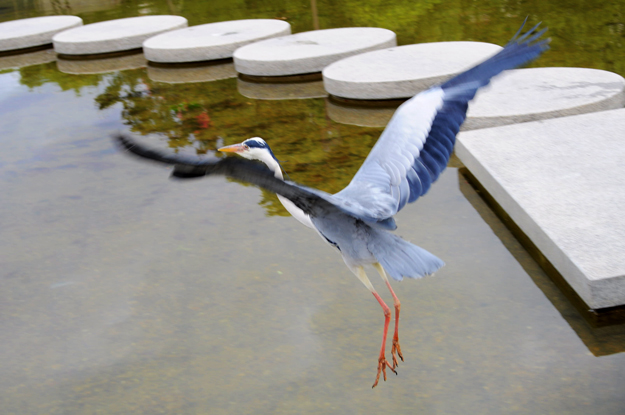 猫君曰く「犬のふんことは」らしい!