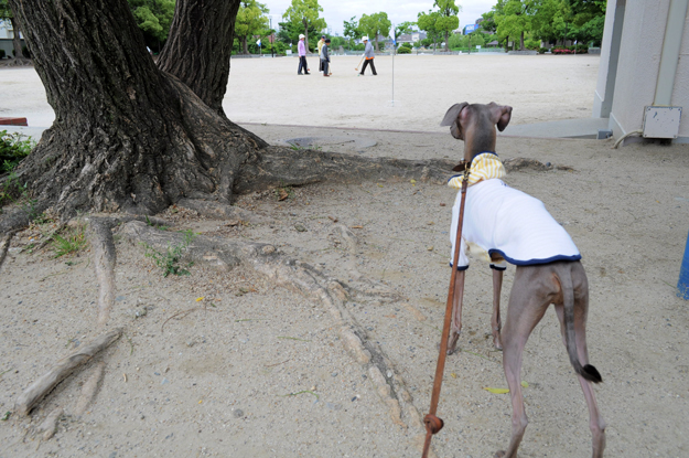 猫君曰く「犬のふんことは」らしい!