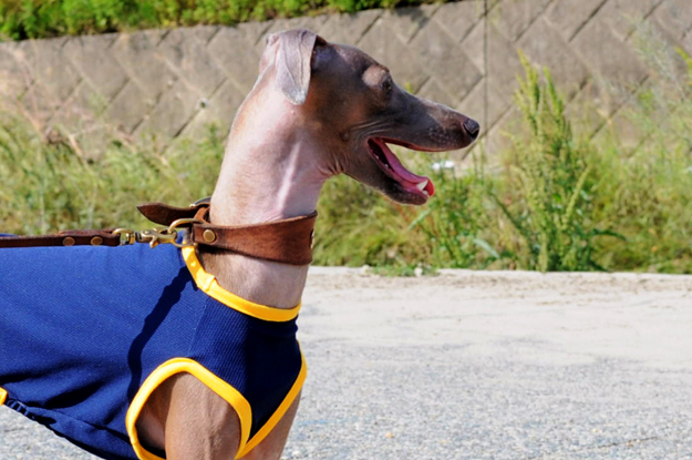 面白い話したろうか。