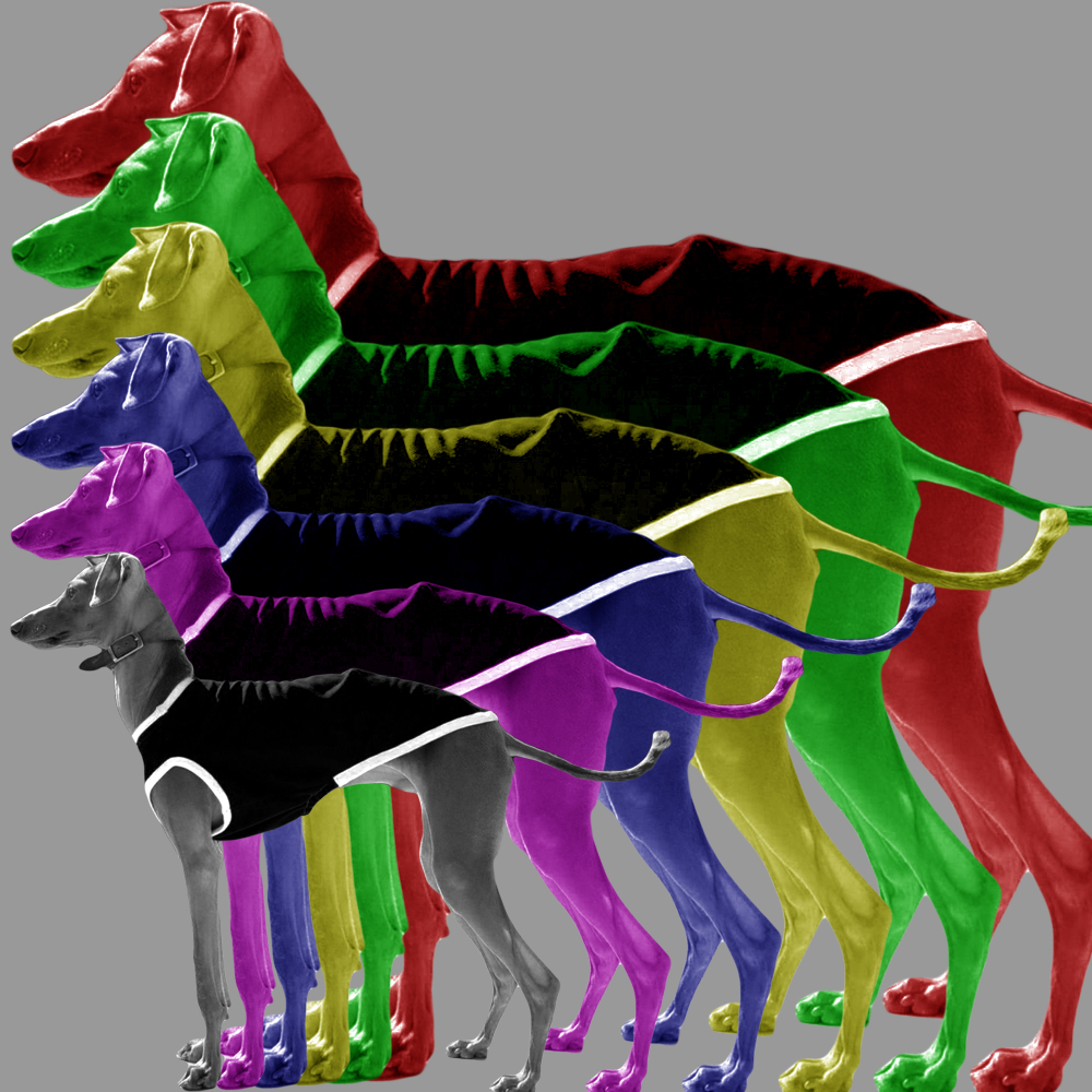 犬に服が必要な10の理由|年齢や季節に適したイタグレ服の選び方 犬に服が必要な10の理由|年齢や季節に適したイタグレ服の選び方