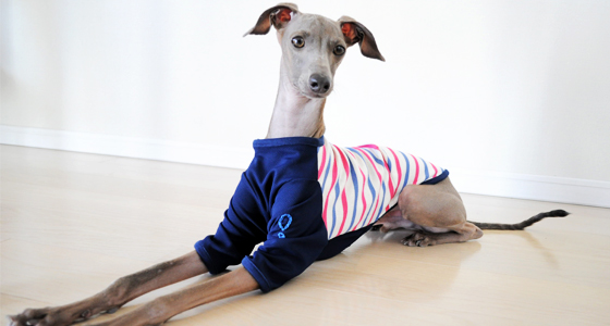 イタグレ・ウィペット用Ｔシャツ作ってみた！｜ヨットブルー＆ローズレッドボーダー