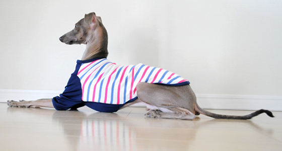 イタグレ・ウィペット用Ｔシャツ作ってみた！｜ヨットブルー＆ローズレッドボーダー