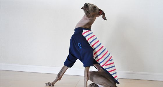 イタグレ・ウィペット用Ｔシャツ作ってみた！｜ヨットブルー＆ローズレッドボーダー