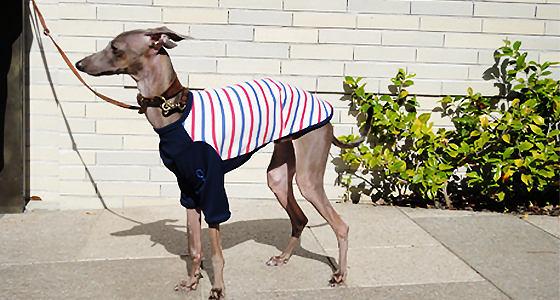 イタグレ・ウィペット用Ｔシャツ作ってみた！｜ヨットブルー＆ローズレッドボーダー