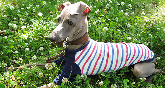 イタグレ犬服|ご要望の多かったサイズ展開を6サイズに増やしました