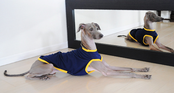 【販売開始しました】抗菌防臭/吸湿速乾/UVカットのイタグレ・ウィペット犬服|スポーツニット生地