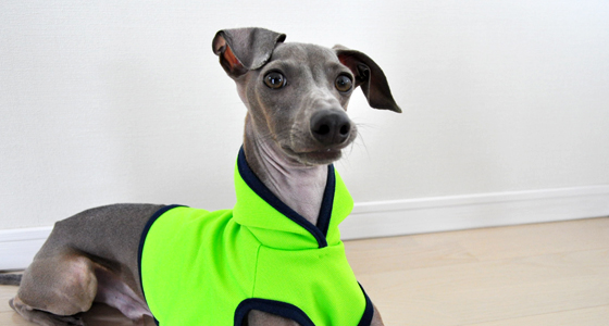 【新商品】パラキートグリーンが眩しいぜ!イタグレ・ウィペット犬服